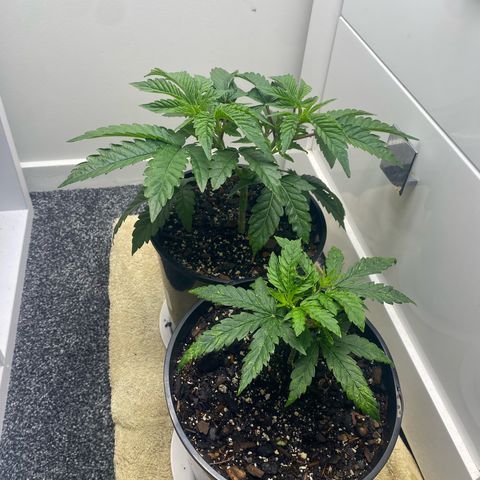 Purple Queen growlog timeline photo