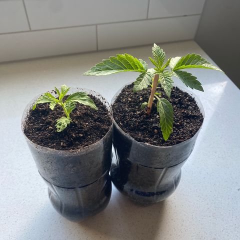Purple Queen growlog timeline photo