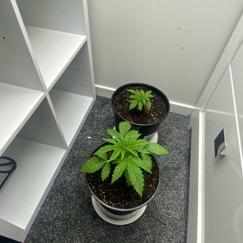 Purple Queen growlog timeline photo