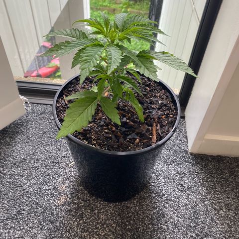Purple Queen growlog timeline photo