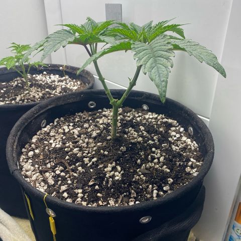 Purple Queen growlog timeline photo