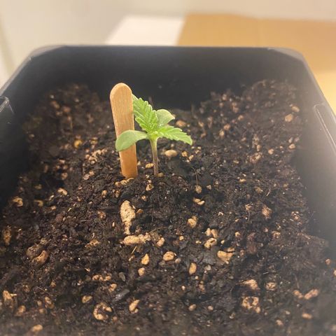 Purple Queen growlog timeline photo