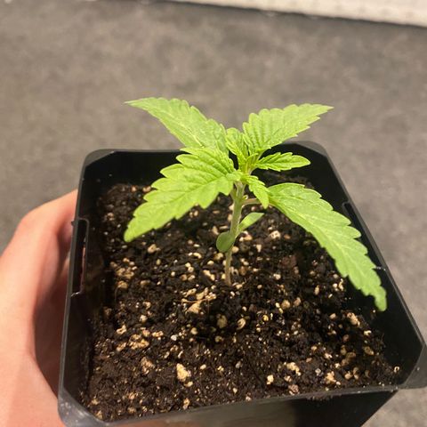 Purple Queen growlog timeline photo