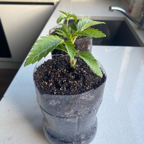 Purple Queen growlog timeline photo