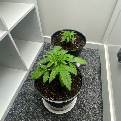 Purple Queen growlog timeline photo
