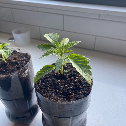 Purple Queen growlog timeline photo