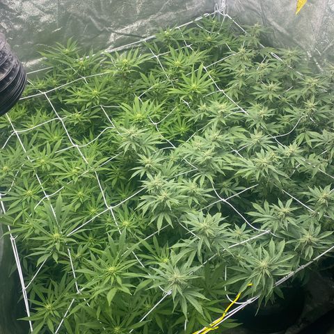 Purple Queen growlog timeline photo