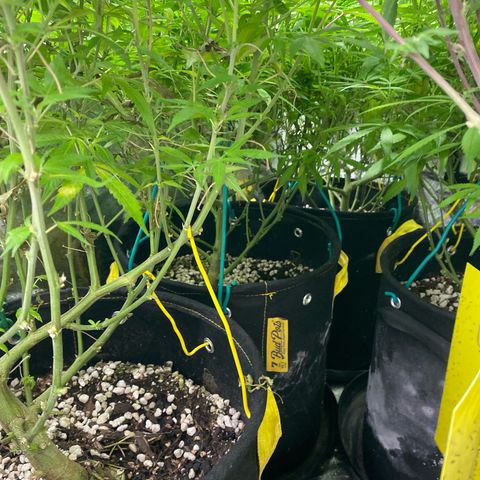Purple Queen growlog timeline photo