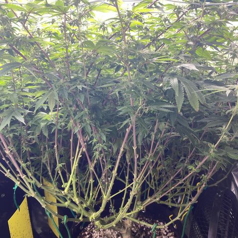 Purple Queen growlog timeline photo