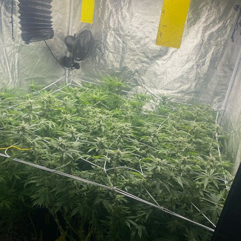Purple Queen growlog timeline photo