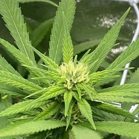 Purple Queen growlog timeline photo