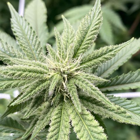 Purple Queen growlog timeline photo