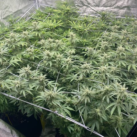 Purple Queen growlog timeline photo