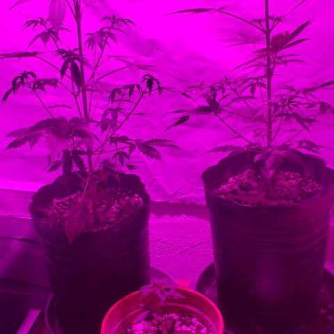 Amnesia Auto growlog timeline photo