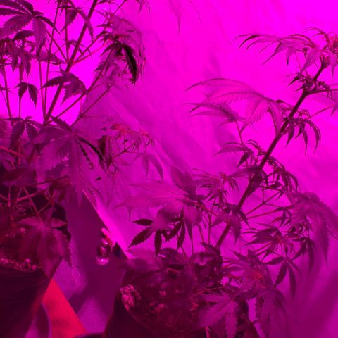 Amnesia Auto growlog timeline photo