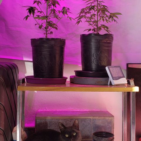 Amnesia Auto growlog timeline photo