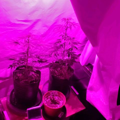 Amnesia Auto growlog timeline photo