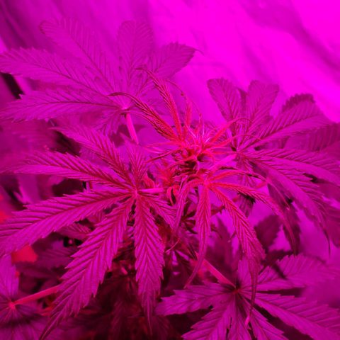 Amnesia Auto growlog timeline photo