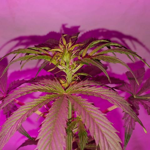Amnesia Auto growlog timeline photo