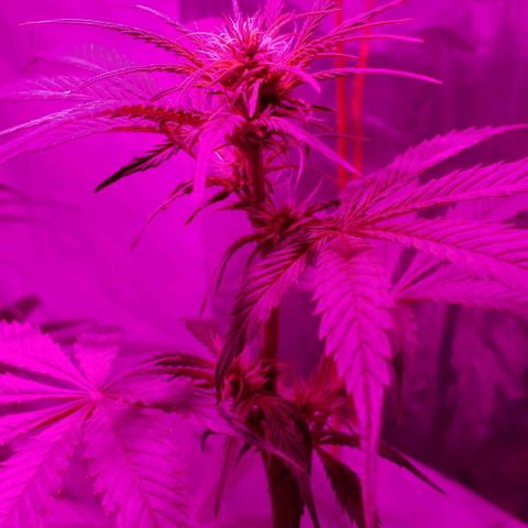 Amnesia Auto growlog timeline photo
