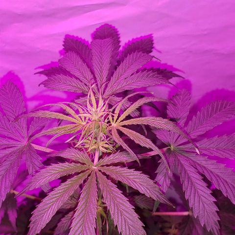 Amnesia Auto growlog timeline photo