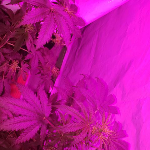 Amnesia Auto growlog timeline photo