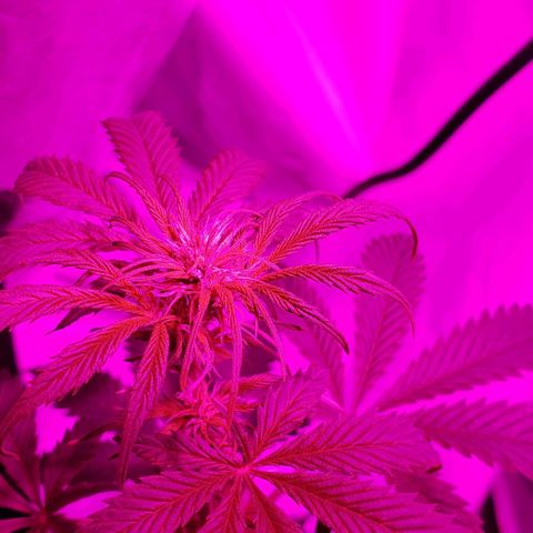 Amnesia Auto growlog timeline photo