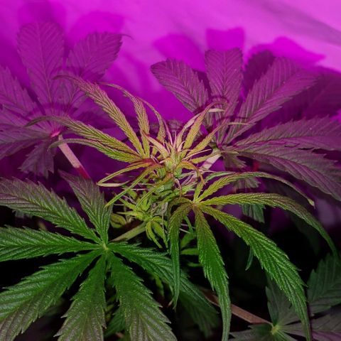 Amnesia Auto growlog timeline photo