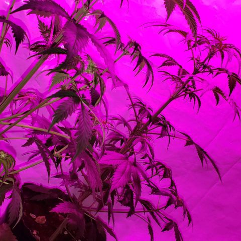 Amnesia Auto growlog timeline photo