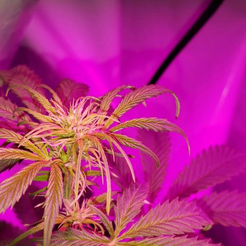 Amnesia Auto growlog timeline photo