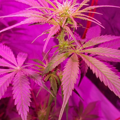 Amnesia Auto growlog timeline photo