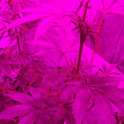 Amnesia Auto growlog timeline photo
