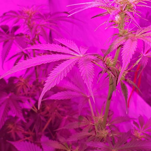Amnesia Auto growlog timeline photo