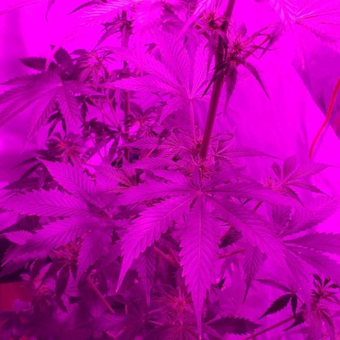 Amnesia Auto growlog timeline photo