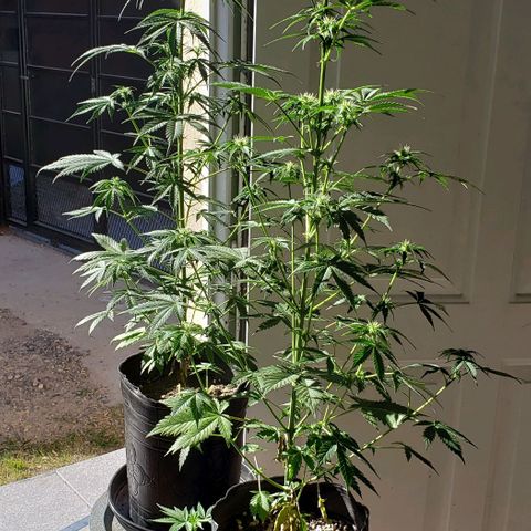 Amnesia Auto growlog photo: Unico dia de luz natural 