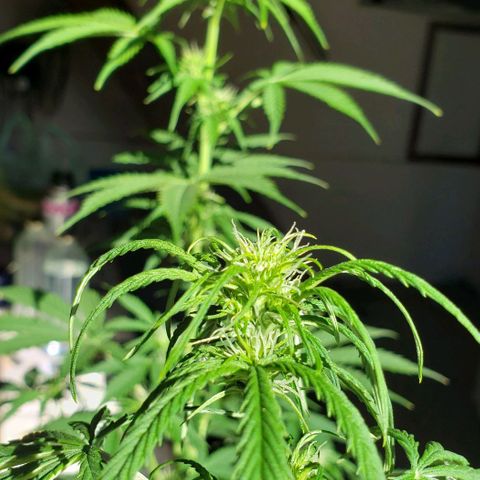 Amnesia Auto growlog photo: Unico dia de luz natural 