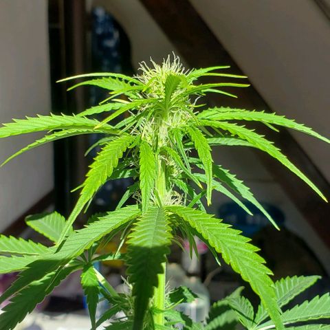 Amnesia Auto growlog photo: Unico dia de luz natural 