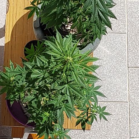 Amnesia Auto growlog photo: Unico dia de luz natural 