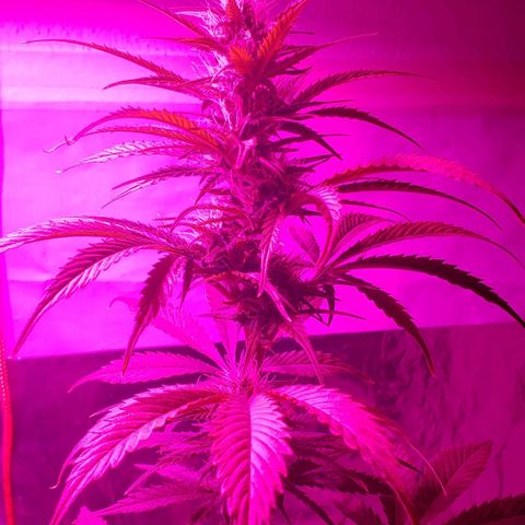 Amnesia Auto growlog timeline photo