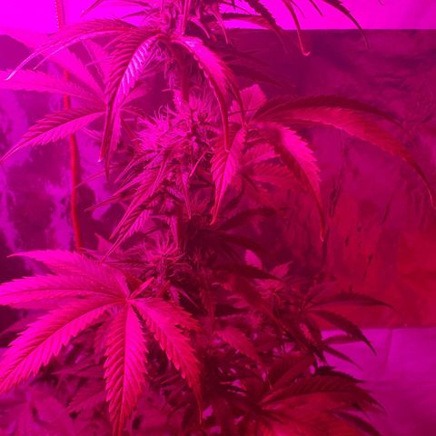 Amnesia Auto growlog timeline photo