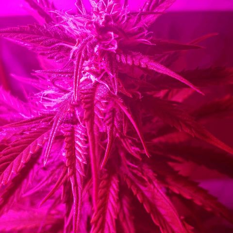 Amnesia Auto growlog timeline photo