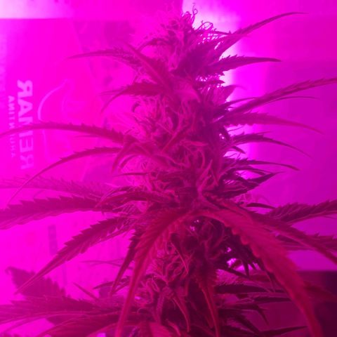 Amnesia Auto growlog timeline photo