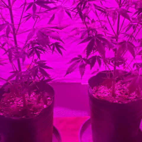 Amnesia Auto growlog timeline photo