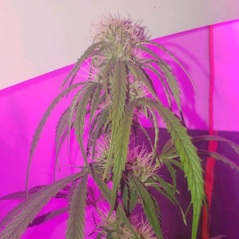 Amnesia Auto growlog timeline photo