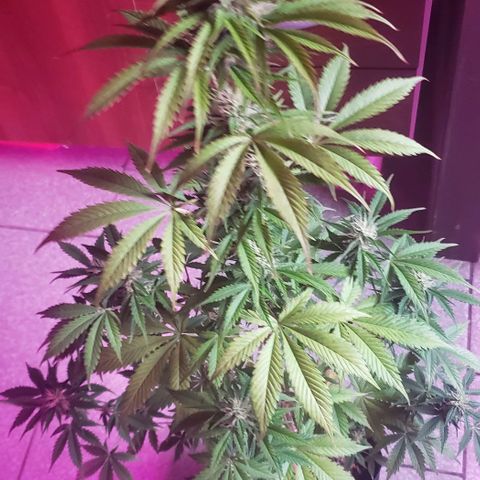Amnesia Auto growlog timeline photo