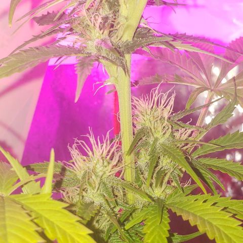Amnesia Auto growlog timeline photo