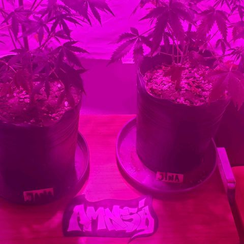 Amnesia Auto growlog timeline photo
