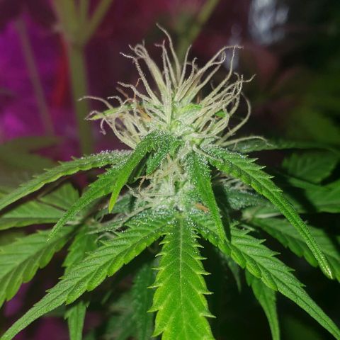 Amnesia Auto growlog timeline photo