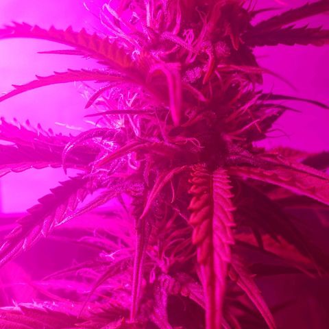 Amnesia Auto growlog timeline photo