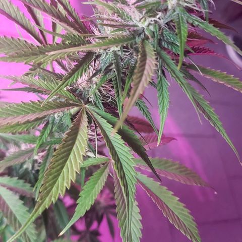 Amnesia Auto growlog timeline photo